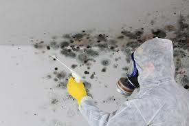 Why You Should Choose Our Mold Remediation Services in Young Harris, GA